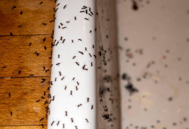 Best Best Pest Control Companies  in Kearney, MO
